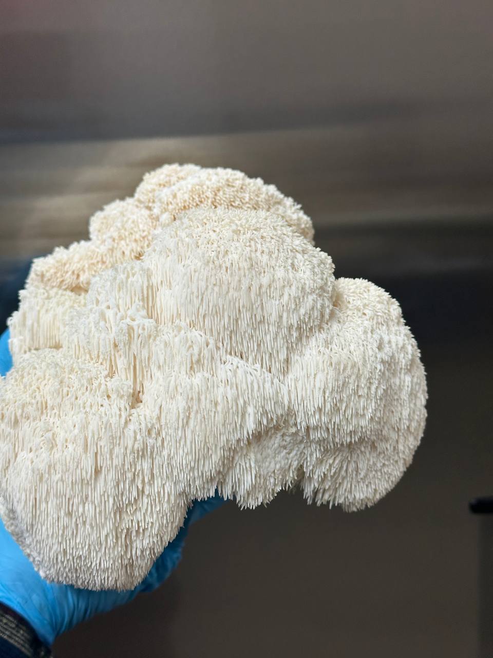 Fresh Lion’s Mane Mushrooms – Unique, Tender, and Brain-Boosting 🍄🧠