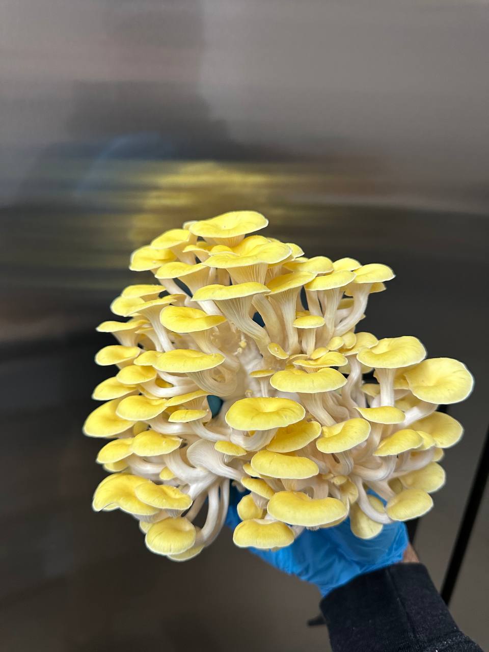 Fresh Yellow Oyster Mushrooms – Bright, Bold, and Flavorful 🍄✨