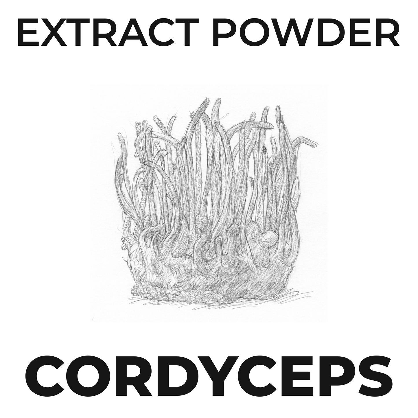 Mushroom Extract Powder- Cordyceps