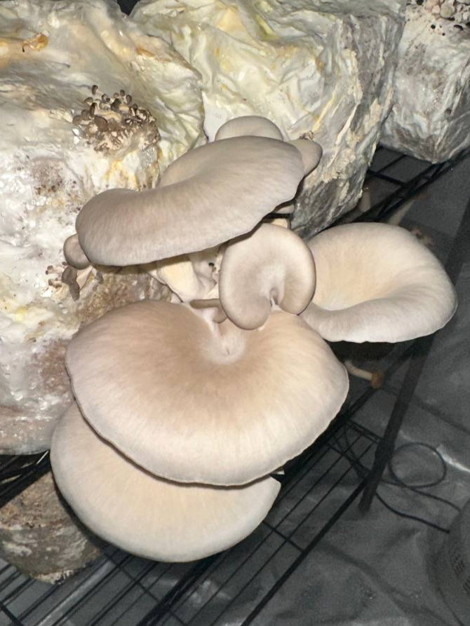Fresh Blue Oyster Mushrooms – Bold, Meaty, and Flavor-Packed 🍄🔥