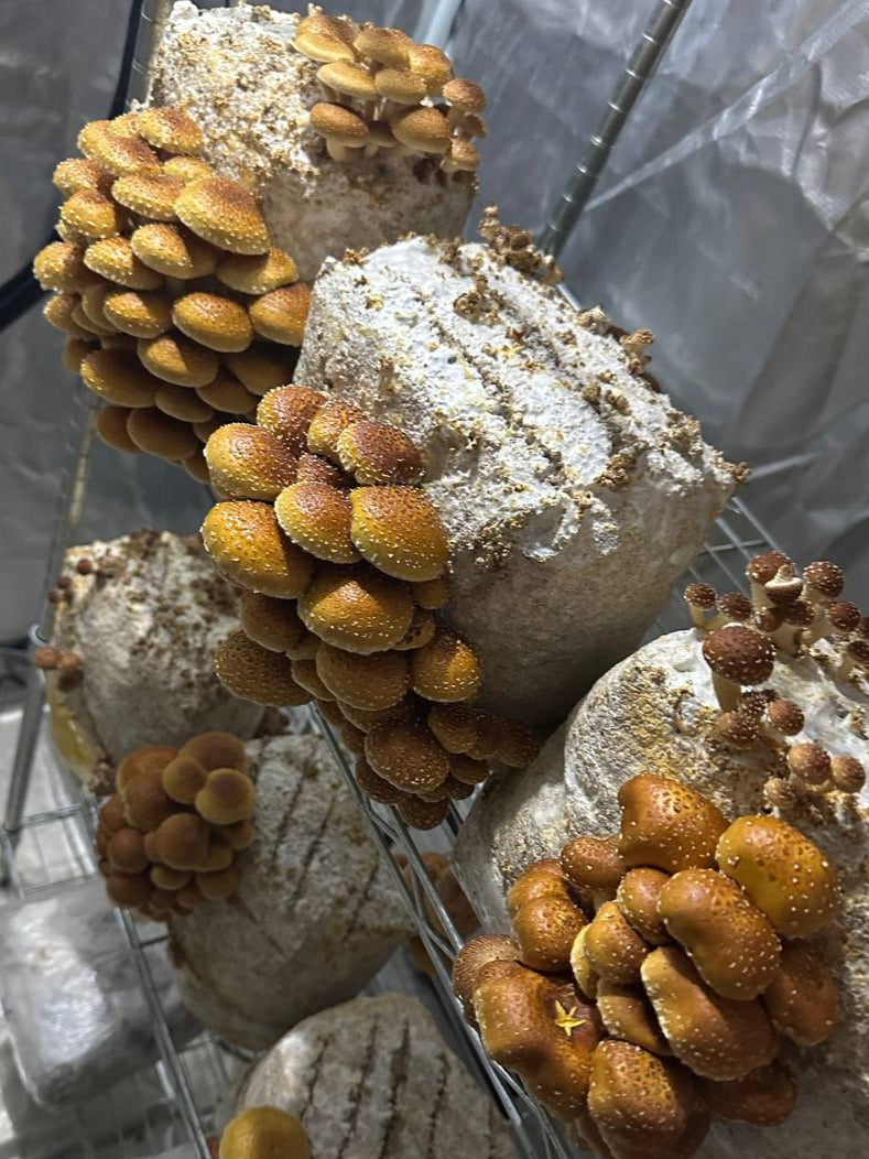 Fresh Chestnut Mushrooms – Rich, Nutty, and Perfectly Balanced 🍄🥜