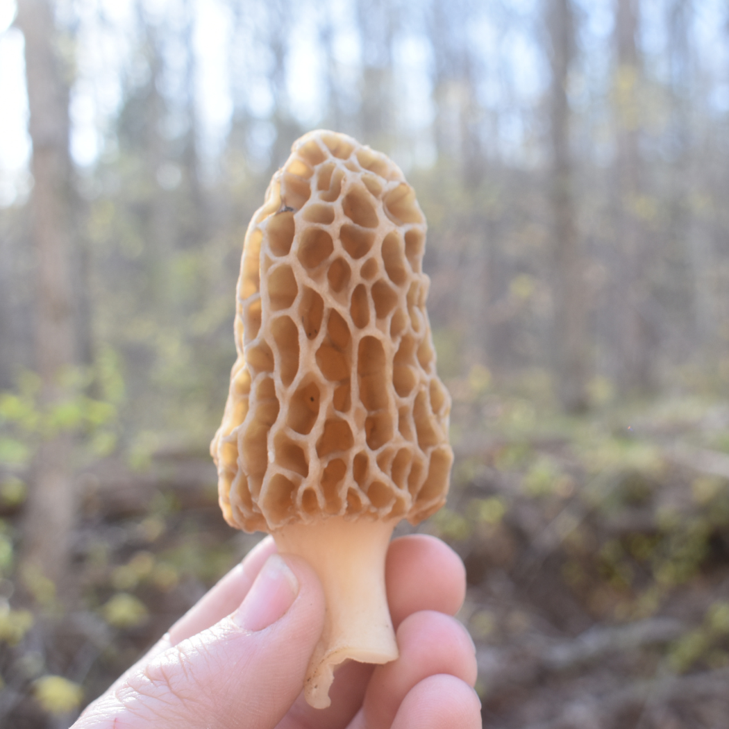 Morel Mushrooms - Dried