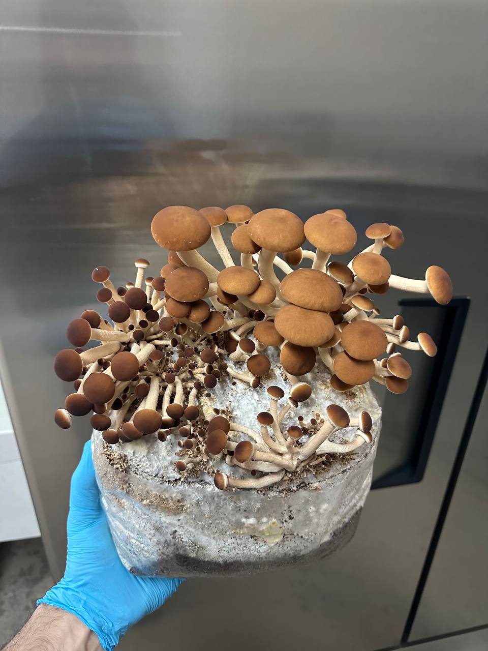 Fresh Pioppino Mushrooms – Earthy, Robust, and Full of Depth 🍄🌿